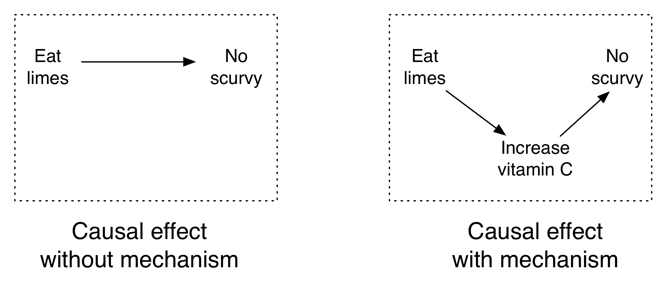 Figure 4.10: Ang mga lihim ay pinipigilan ang scurvy at ang mekanismo ay bitamina C.