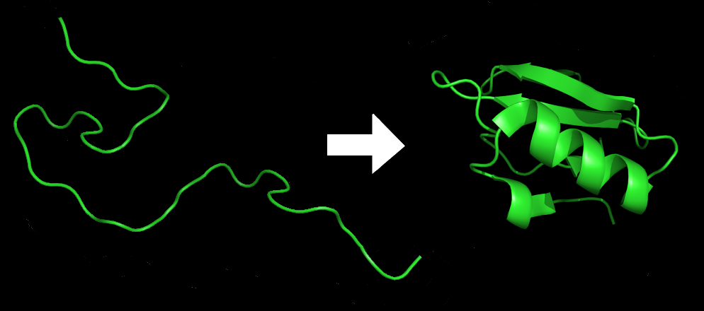 図5.7：タンパク質の折り畳み。画像提供：DrKjaergaard /ウィキメディアコモンズ